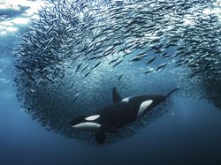 Karya Spektakuler Kontes Foto Alam yang Menyihir Mata