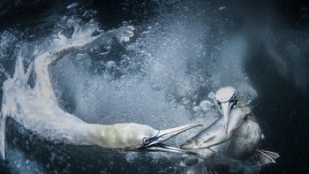 Underwater gannets hasil jepretan Tracey Lund menjadi juara pertama kategori Behaviour - Birds sekaligus mendapatkan Grand Prize World Nature Photographer of the Year. Foto: Tracey Lund/World Nature Photography Awards 2024