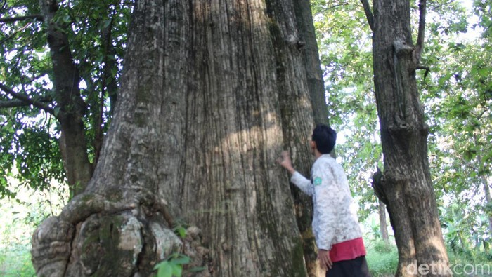 Jati denok yang berada di wilayah hutan Desa Jatisari, Kecamatan Banjarejo, Kabupaten Blora.