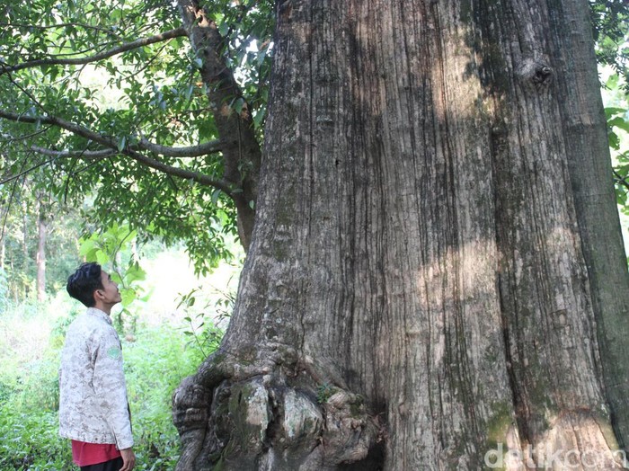Jati denok yang berada di wilayah hutan Desa Jatisari, Kecamatan Banjarejo, Kabupaten Blora.