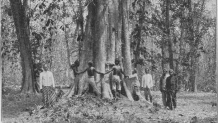 Dokumen penelitian tahun 1930 yang dilakukan oleh Herman Ernst Wolff von Wulfing (1891-1945) dengan judul De Wildhoutbosschen op Java (hutan rimba di Jawa) yang didalamnya juga membahas tentang jati Blora.