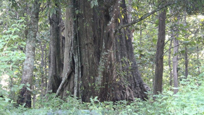 Jati denok di wilayah hutan Desa Jatisari, Kecamatan Banjarejo, Kabupaten Blora, Jumat (29/3/2024).