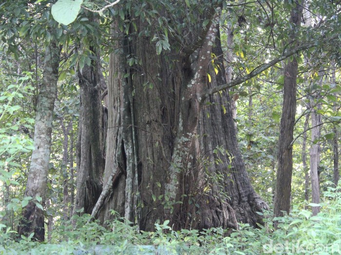Jati denok di wilayah hutan Desa Jatisari, Kecamatan Banjarejo, Kabupaten Blora, Jumat (29/3/2024).