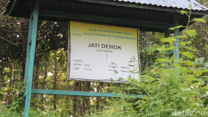 Jati denok di wilayah hutan Desa Jatisari, Kecamatan Banjarejo, Kabupaten Blora, Jumat (29/3/2024).