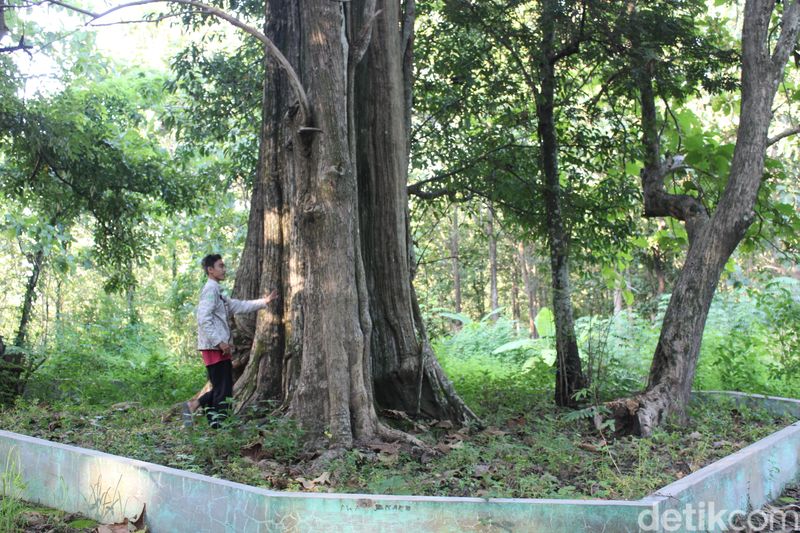 Jati denok yang berada di wilayah hutan Desa Jatisari, Kecamatan Banjarejo, Kabupaten Blora.