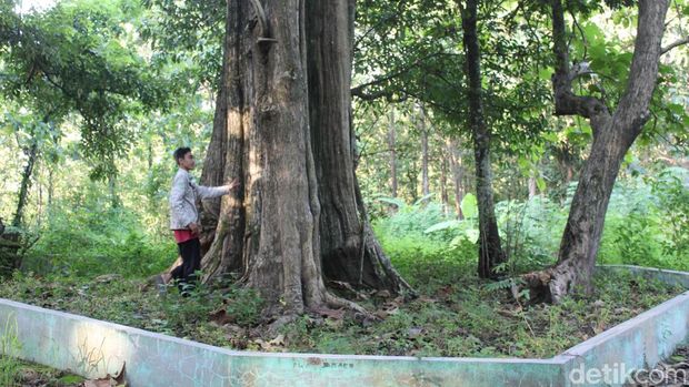 Jati denok yang berada di wilayah hutan Desa Jatisari, Kecamatan Banjarejo, Kabupaten Blora.