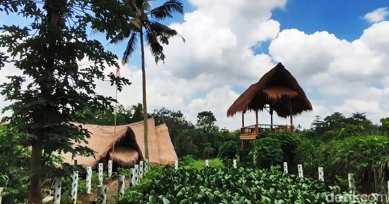 Kawasan desa Wisata Alas Arum di Desa Lodtunduh, Ubud, Gianyar, Bali, sebagai habitat keker Bali, Minggu (31/3/2024). (Putu Krista/detikBali).