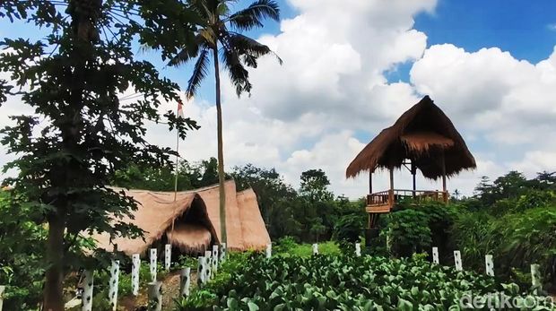 Kawasan desa Wisata Alas Arum di Desa Lodtunduh, Ubud, Gianyar, Bali, sebagai habitat keker Bali, Minggu (31/3/2024). (Putu Krista/detikBali).