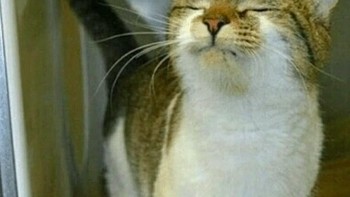 Ah, sedap banget aroma ketupat. Foto: 1cak