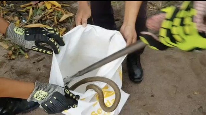 Damkar saat melakukan evakuasi ular kobra Kalimantan yang sempat berkelahi dengan kucing warga di Palangkaraya, Kalteng.