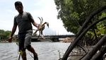 Panen Kepiting Bakau di Aceh Dijual hingga Mancanegara