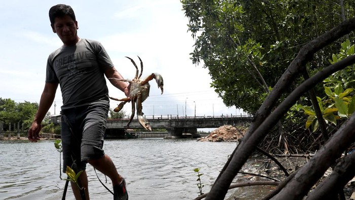 Warga memanen kepiting bakau (Scylla) hasil budi daya di pesisir Pantai Banda Aceh, Aceh, Minggu (31/3/2024). Selain untuk memenuhi permintaan pasar lokal, kepiting bakau yang dibudidayakan di kawasan pesisir Pantai Ulee Lheu juga di jual ke mancanegara dengan harga Rp90.000 - Rp 400.000 per kilogram tergantung ukurannya. ANTARA FOTO/Irwansyah Putra/tom.