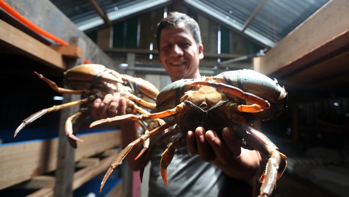 Panen kepiting bakau hasil budi daya Warga memanen kepiting bakau (Scylla) hasil budi daya di pesisir Pantai Banda Aceh, Aceh, Minggu (31/3/2024). Selain untuk memenuhi permintaan pasar lokal, kepiting bakau yang dibudidayakan di kawasan pesisir Pantai Ulee Lheu juga di jual ke mancanegara dengan harga Rp90.000 - Rp 400.000 per kilogram tergantung ukurannya. ANTARA FOTO/Irwansyah Putra/tom.