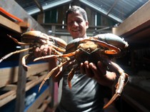 Panen Kepiting Bakau di Aceh Dijual hingga Mancanegara