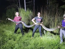 Kisah Pemburu Ular Piton di Everglades