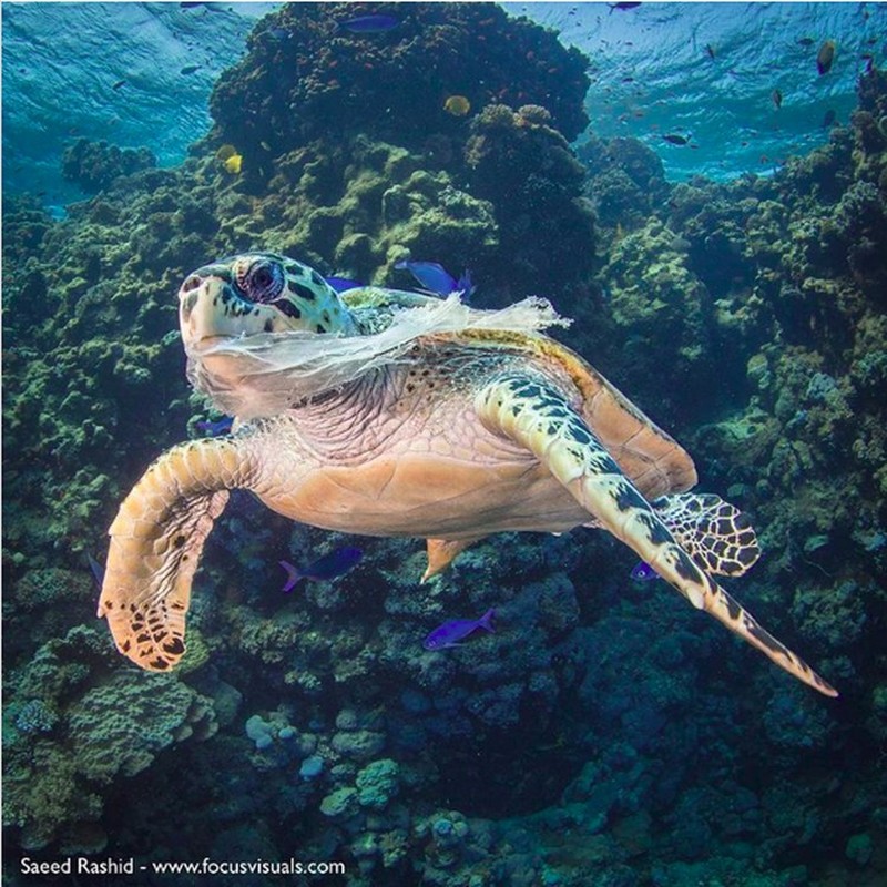 Potret Menyedihkan kala Hewan Terjerat Sampah dari Manusia