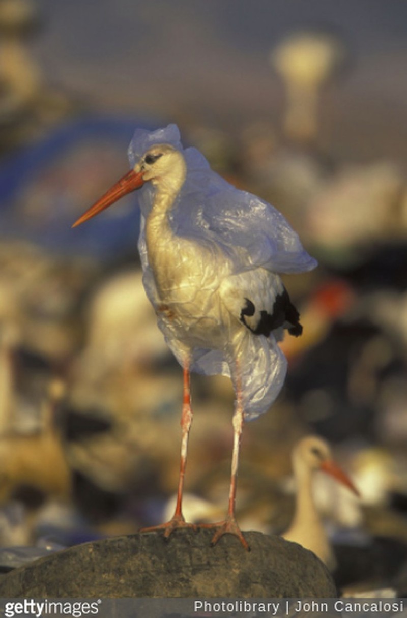 Potret Menyedihkan kala Hewan Terjerat Sampah dari Manusia