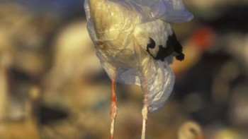 Hmmm, si bangau terpaksa harus pakai baju plastik. (Foto: Brightside)