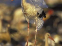 Potret Menyedihkan kala Hewan Terjerat Sampah dari Manusia