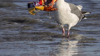 Jika manusia tidak ingin membersihkan, maka hewan akan memulainya. Mungkin foto ini bisa dinarasikan semacam itu. (Foto: Brightside)