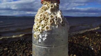 Wow! bukti sampah plastik sangat berbahaya bagi kelangsungan hidup di satwa liar, sampai-sampai ia bisa bertahan untuk menumbuhkan karang-karang. Bahkan botol tersebut pun tidak pecah. (Foto: Brightside)