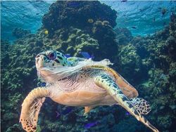 Potret Menyedihkan kala Hewan Terjerat Sampah dari Manusia