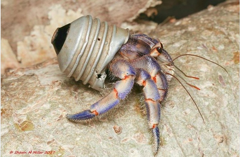 Potret Menyedihkan kala Hewan Terjerat Sampah dari Manusia