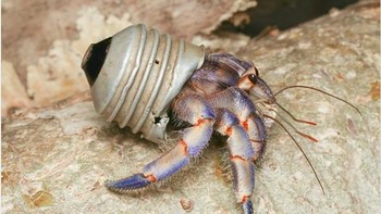 Kepiting pertapa yang mencoba beradaptasi dengan limbah sampah. Ia menggunakan bekas bohlam lampu sebagai rumah barunya. (Foto: Brightside)