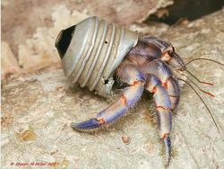 Potret Menyedihkan kala Hewan Terjerat Sampah dari Manusia