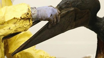 Kasihan! pelican ini kena semburan minyak mentah yang tumpah. Diperkirakan ada 105 ribu galon yang tumpah di pantai San Refugio, California. (Foto: Brightside)