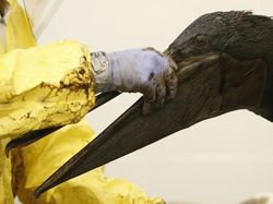 Potret Menyedihkan kala Hewan Terjerat Sampah dari Manusia