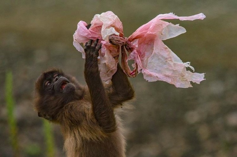 Potret Menyedihkan kala Hewan Terjerat Sampah dari Manusia