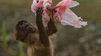 Si monyet di Ethiopia yang seolah sedang bermain dengan plastik sampah, yang notabene butuh waktu bertahun-tahun untuk bisa terurai. (Foto: Brightside)