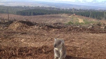 Koala kecil ini terlihat bingung dan sedih ketika rumahnya sudah rata dengan tanah. Dijelaskannya koala ini duduk di atas tumpukan kayu selama lebih dari satu jam. (Foto: Brightside)