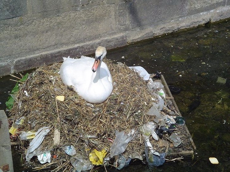 Potret Menyedihkan kala Hewan Terjerat Sampah dari Manusia