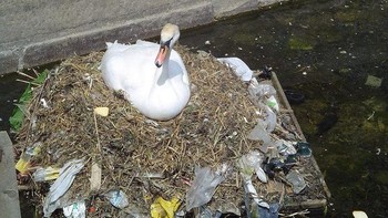 Angsa yang membuat rumahnya sendiri dari plastik sampah. (Foto: Brightside)