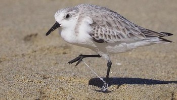 Kaki burung sanderling susah berjalan lantaran terjebak tali plastik. (Foto: Brightside)