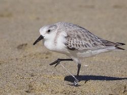 Potret Menyedihkan kala Hewan Terjerat Sampah dari Manusia