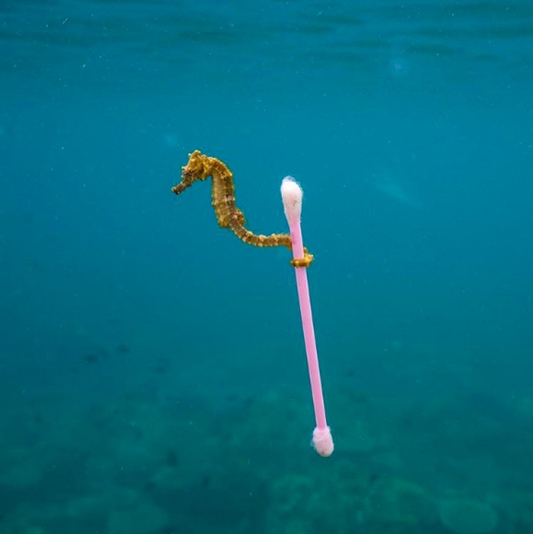 Potret Menyedihkan kala Hewan Terjerat Sampah dari Manusia Potret Menyedihkan kala Hewan Terjerat Sampah dari Manusia