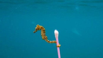 Foto yang sempat viral di media sosial, kuda luat seolah membawa sampah korek kuping untuk dibuang. (Foto: Brightside)