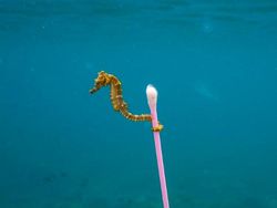 Potret Menyedihkan kala Hewan Terjerat Sampah dari Manusia