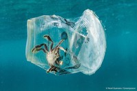 Potret Menyedihkan kala Hewan Terjerat Sampah dari Manusia