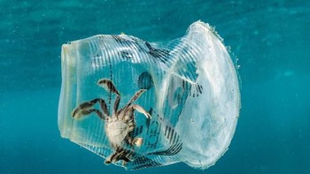 Sampah plastik minuman membuat kepiting ini terjebak di dalamnya. Foto ini diambil di Teluk Batangas, Filipina. (Foto: Brightside)