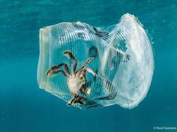 Potret Menyedihkan kala Hewan Terjerat Sampah dari Manusia