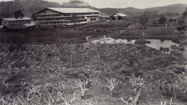 Suasana petani kopi di Jawa