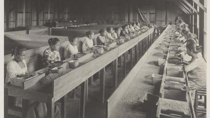 Suasana petani kopi di Jawa