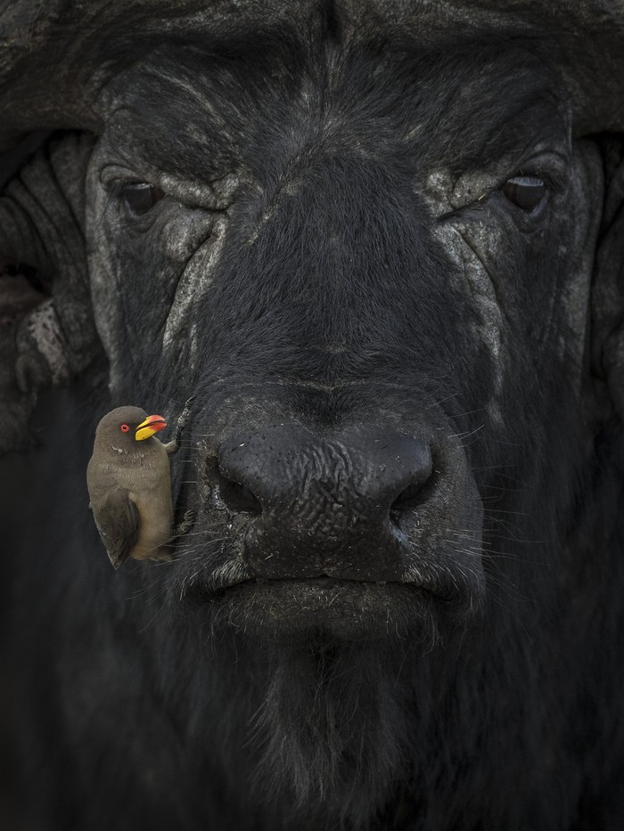 World Nature Photography Awards 2024
