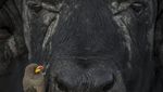 Karya Hebat World Nature Photography Awards 2024