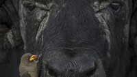 Sekarang di tahun keempatnya, penghargaan ini menerima ribuan foto yang masuk. Foto ini, seekor burung oxpecker paruh kuning yang sedang duduk di atas kepala kerbau Afrika, memenangkan hadiah perak dalam kategori perilaku burung (Foto: World Nature Photography Awards)