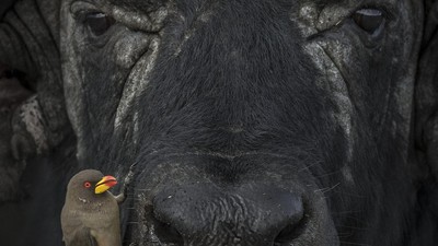Karya Hebat World Nature Photography Awards 2024